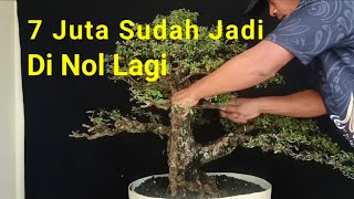 Beli Bonsai 7 Juta Sudah Jadi Di Nolkan [upl. by Frankie832]