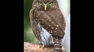 36 Pygmy Owl Ferruginous Female alarm call [upl. by Oliver469]