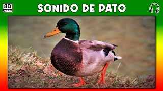 SONIDO DE PATO 🦆 [upl. by Alarick]