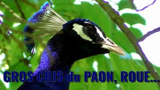 PAON Gros cris roue etc [upl. by Anibas]