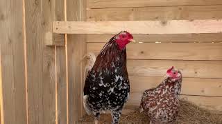 American Gamefowl Morgan whitehackles [upl. by Nilekcaj]