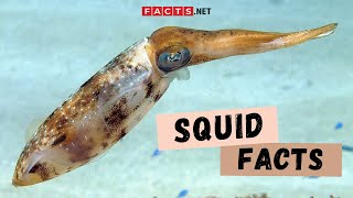 Squid Facts  More About The Giant Squids and Colossal Squids [upl. by Bradwell]