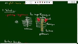 La Scapula Anatomie 1ere année médecine COURS 3 سنة اولى طب [upl. by Eimor921]