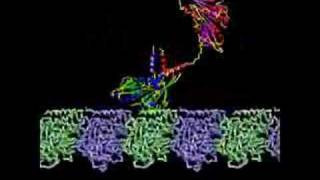 Kinesin Transport Protein [upl. by Hanid]