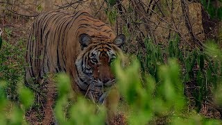 Deers Close Call with a Tiger  BBC Earth [upl. by Spohr]