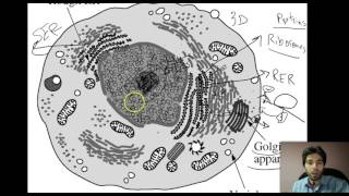 Cell organelles Cell Machinery [upl. by Ecyla]