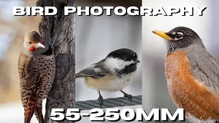 Canon M50 Bird Photography  55250mm STM Lens [upl. by Issie]