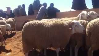 gros mouton douled djellal meilleure race ovine au monde algerie  الجزائر [upl. by Hait]