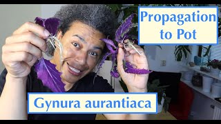 Propagation to Pot  Gynura aurantiaca Purple Passion  Velvet Plant [upl. by Ladd]