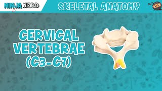 Cervical Vertebrae C3C7 Anatomy [upl. by Anifled]