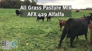 Alforex Seeds All Grass Pasture Mix with AFX429 Alfalfa [upl. by Wendelina]