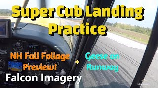 Super Cub Landing Practice Geese on Runway amp NH Fall Foliage [upl. by Tepper]