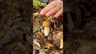 wonderful porcini mushrooms in a peaceful habitat mashroom porcini nature [upl. by Crutcher]