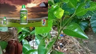 মালটা লেবু গাছের পরিচর্যাLeafminer farmingmalta farming [upl. by Zephan]