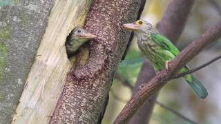 Lineated Barbet Feeding [upl. by Crystie]