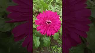 Gerbera plant  In my garden [upl. by Lednam953]