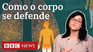 A incrível batalha do sistema imunológico contra o coronavírus [upl. by Sarat]