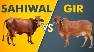 Sahiwal vs Gir [upl. by Klara879]