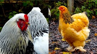 Brahma chicken  The giant King of All Poultry  hen and rooster  Brahma Hühner [upl. by Aindrea328]