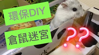 環保DIY倉鼠迷宮，鍛練倉鼠腦筋及體能 [upl. by Nolly]