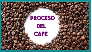 Proceso del cafe paso a paso [upl. by Ailev]