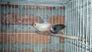 Zebra Finch Black Cheek [upl. by Vanny]