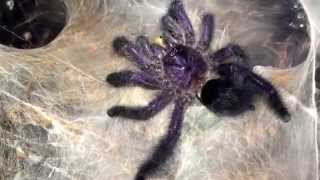 Prince Avicularia Purpurea feeding Purple pinktoe tarantula Spider [upl. by Beebe]