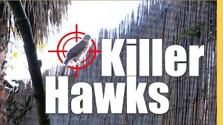 Killer Hawks In Garden Hunting my Songbirds amp what to do about it [upl. by Ykcin851]