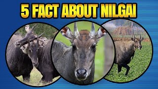 THE BLUE COW OF INDIA 5 SURPRISING FACTS ABOUT THE NILGAI [upl. by Lynette]