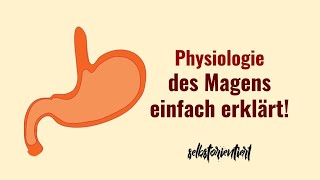 Physiologie des Magens einfach erklärt  Funktion  MagenDarmTrakt  Muskelkontraktion  Verdauung [upl. by Tillford939]