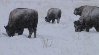 Nature 20  Bison Foraging in Heavy Snow  12122016 [upl. by Atikel732]