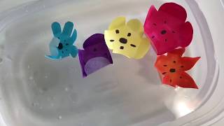 How to Make Magic Blooming Flowers Easy Fun for Kids [upl. by Stew]