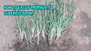 HOW TO EASILY PROPAGATE TUBEROSE PLANT [upl. by Kama888]