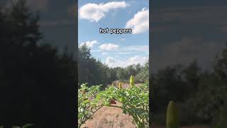 Austin Texas has great weather for growing peppers My field will be full of BLUEBONNETS in Spring [upl. by Nalid320]