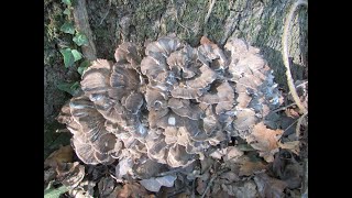 Hen of the Woods Maitaki mushroom Grifola frondosa [upl. by Innej]