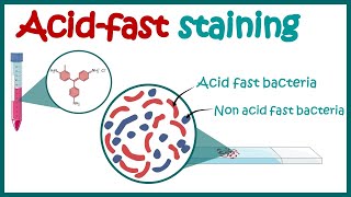 ACID FAST STAINING  Acid fast organisms  Bacterial Staining Technique  Microbiology [upl. by Buskirk235]