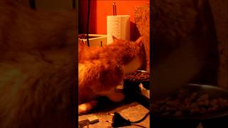 Cat Freaks Out Over Toast PopUp 🍞 FunnyCats CatReactions Wholesome [upl. by Eveivaneg]