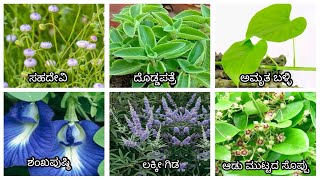 Plants names in kannada language Part 2 [upl. by Etterual483]