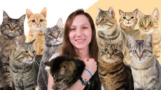 8 Facts You Didnt Know About Tabby Cats [upl. by Watkin243]