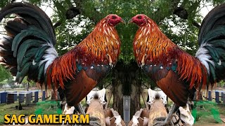 Spangled Hatch Grey Albany  SAG Gamefarm 💯🐓🐓🐓💥💥💥💥💥💥 [upl. by Lunseth]