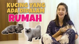 KENALIN KUCING PERSIA DAN HIMALAYA AKU [upl. by Jolene]