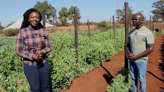 AGRIBUSINESS SUGAR SNAP PEAS [upl. by Yelruc]