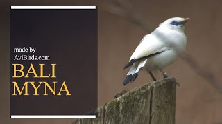 Bali Myna  Rothschilds Mynah  Bali Starling  Bali Mynah  Jalak Bali Leucopsar Rothschildi [upl. by Peedus469]