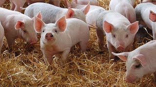 Pig Oinking  Pig Sounds for kids  Piglet Sounds for children  Pigs oinking  Pigs grunting [upl. by Sedruol500]