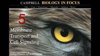 Biology in Focus Chapter 5 Membrane Transport and Cell Signaling [upl. by Ancell]