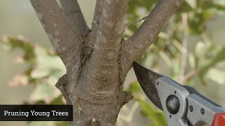 Pruning Young Trees [upl. by Starlene]