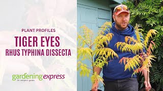 Plant Profile  Tiger Eyes Rhus typhina dissecta [upl. by Eniamret]