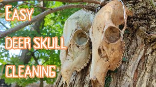 Simple Deer Skull Cleaning [upl. by Nelleh]