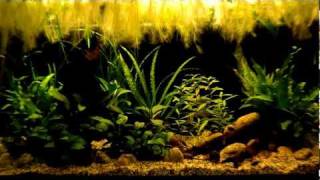 Low tech aquarium 200l [upl. by Hadeis]