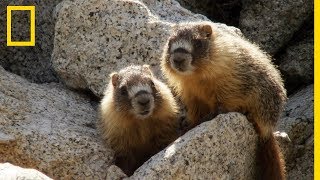 Le réveil des marmottes à ventre jaune [upl. by Ruffi]